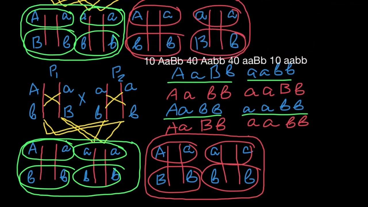 Gene Repulsion Coupling YouTube