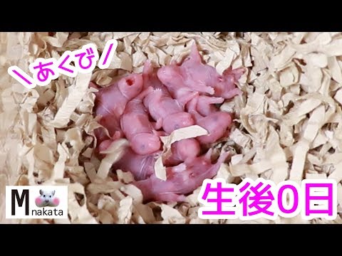 ハムスター赤ちゃん出産生後0日からママハムのスパルタ教育に鳴く子ハム!!可愛い癒しThe birth of a baby hamster