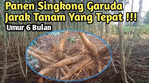 Panen Singkong Garuda Jarak Tanam Yang Ideal Hasil Maksimal Dimusim Penghujan