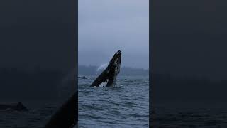 Humpback Does Massive Chin Slap!