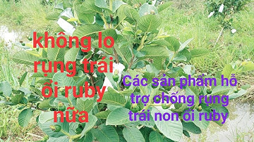 Các sản phẩm hỗ trợ chống rụng trái non ổi ruby