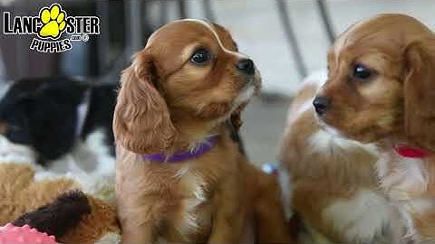 Cavalier king charles spaniel breeders in texas