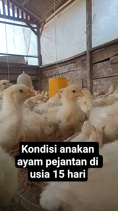 ayam potong #shorts