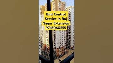 bird control service in raj nagar extension । 9716060555 #viralshort #shortvideo #birdcontrol