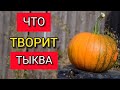 ЛЕЧЕБНЫЕ И ПОЛЕЗНЫЕ СВОЙСТВА ТЫКВЫ