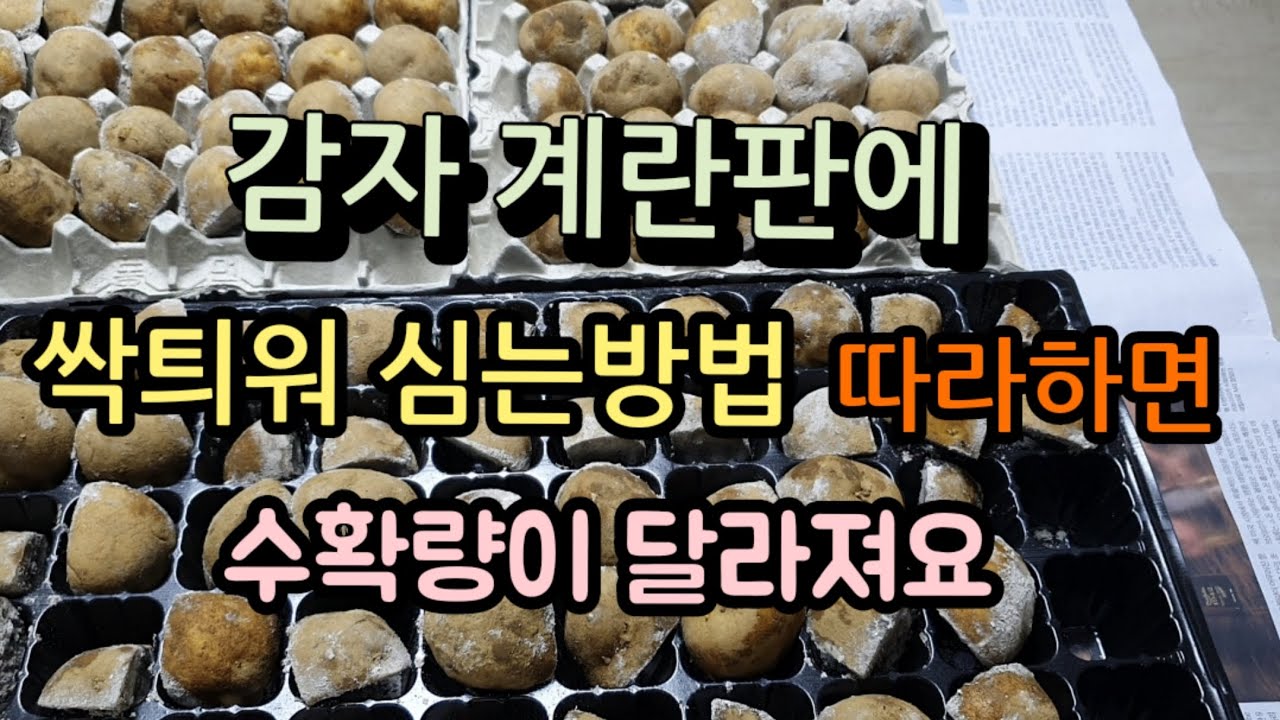 [24-16]감자 계란판에 싹틔워 심는 방법, 이렇게하면 수확량이 달라져요