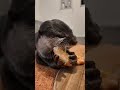 Bingo’s Favorite Shrimp Got Bigger|OTTER ASMR