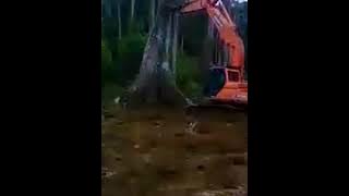 Excavator merobohkan pohon malah tertimpa