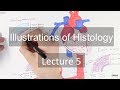 Histology: Vascular System