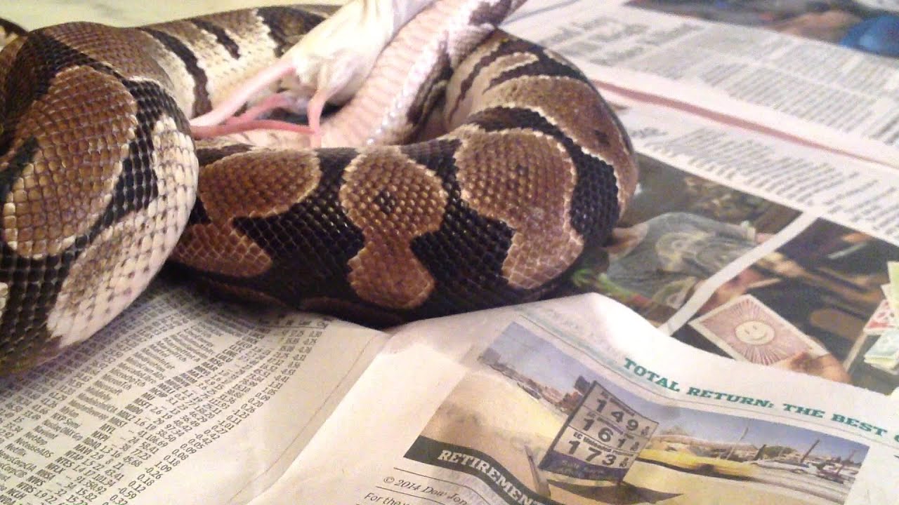 Ball python feeding - YouTube