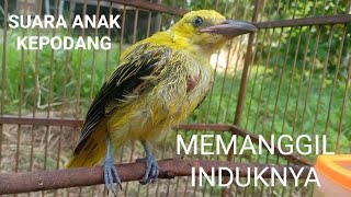 SUARA ANAK KEPODANG MEMANGGIL INDUKNYA