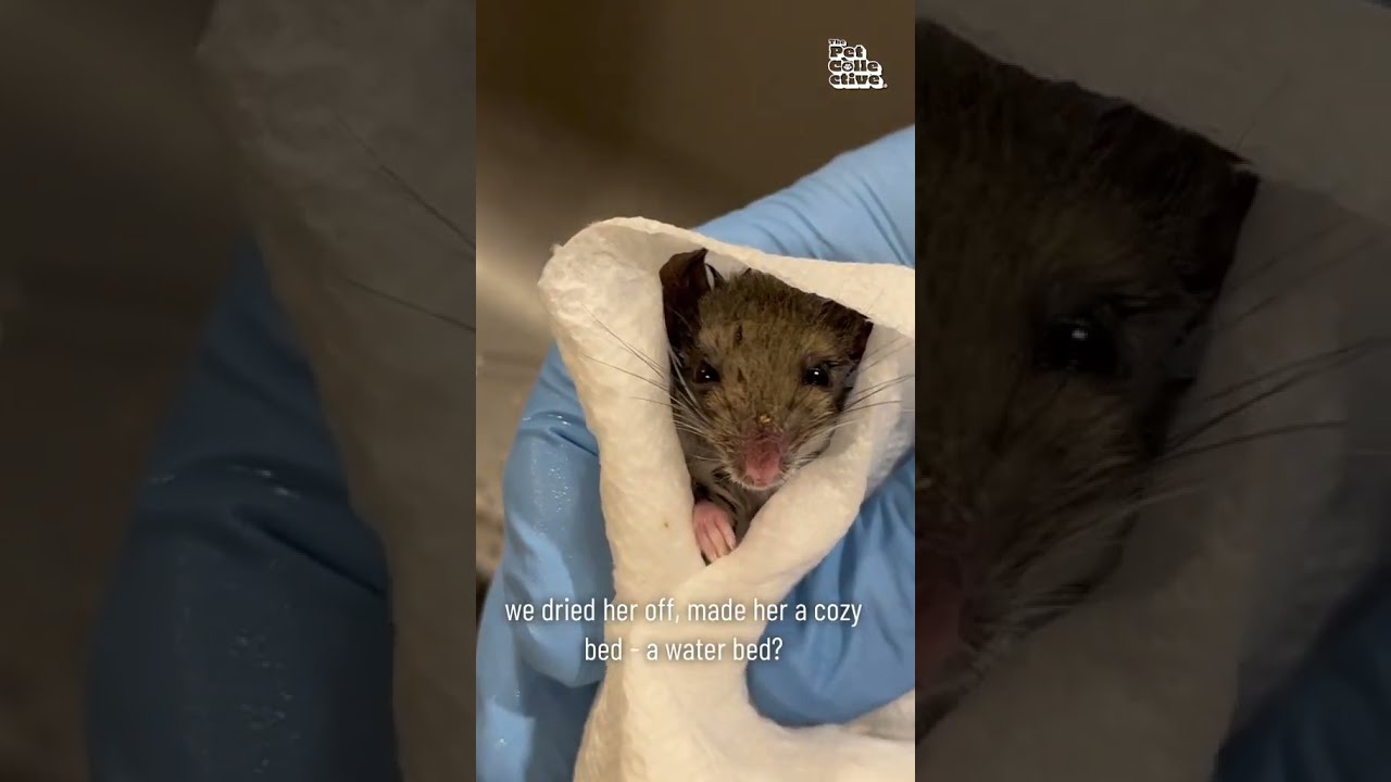 Rescued Mouse Is Miraculously Brought Back To Life Wildlife Shorts