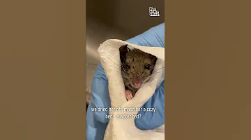 Rescued Mouse is Miraculously Brought Back to Life! #Wildlife #Shorts