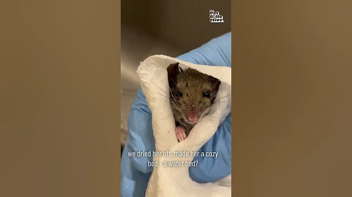 Rescued Mouse is Miraculously Brought Back to Life! #Wildlife #Shorts - DayDayNews