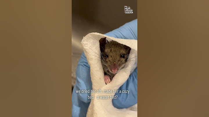 Rescued Mouse is Miraculously Brought Back to Life! #Wildlife #Shorts