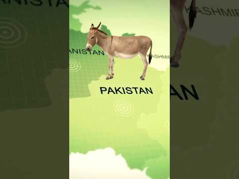 Why CHINA imports donkey from PAKISTAN ?  #viralindia