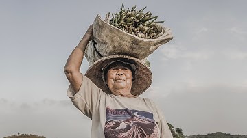 Travel Film | Bali Rice Field | Filmed on GH5, Zhiyun Crane V2 and Mavic Pro