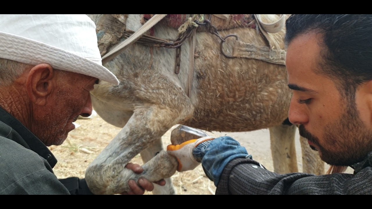 عرج حمارة شديد//حمار اشتكامن التعب/شاهد عملية حافر حمار😪/💘