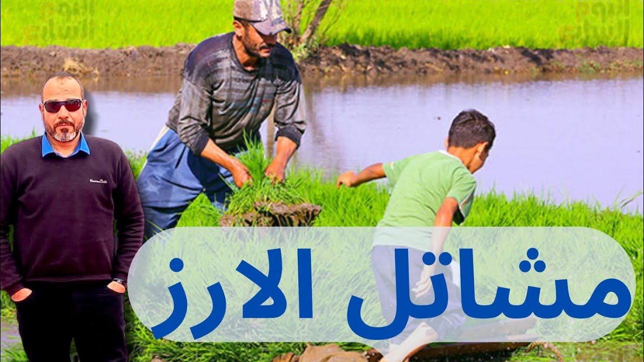 الطريقة الصحيحة لعمل مشاتل الأرز 2025: كميات التقاوي لكل صنف 🌾