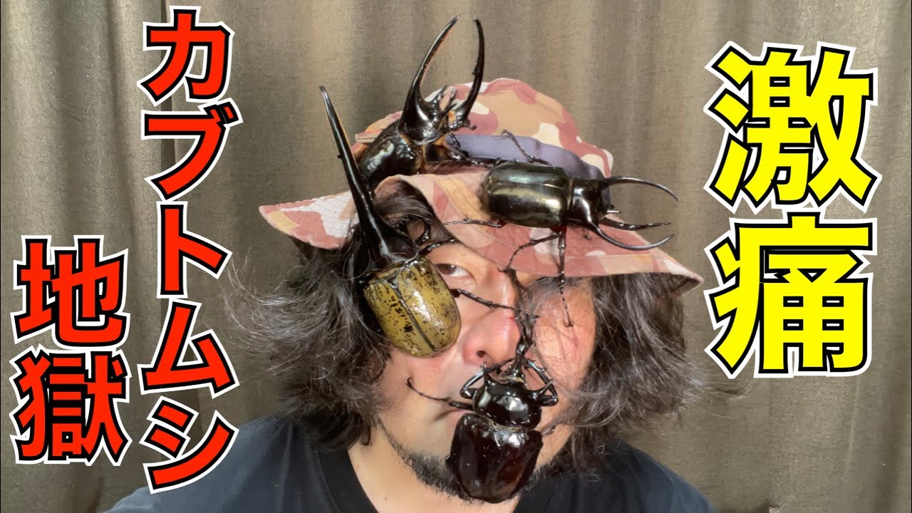 挟まれて検証！いちばん痛い世界最強カブトムシ決定戦〜対人戦の部〜(ヘラクレス、コーカサス、ネプチューン、ゾウカブト)