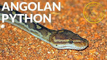 Rarest African Python In the Wild!