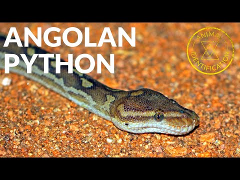 Rarest African Python In the Wild!