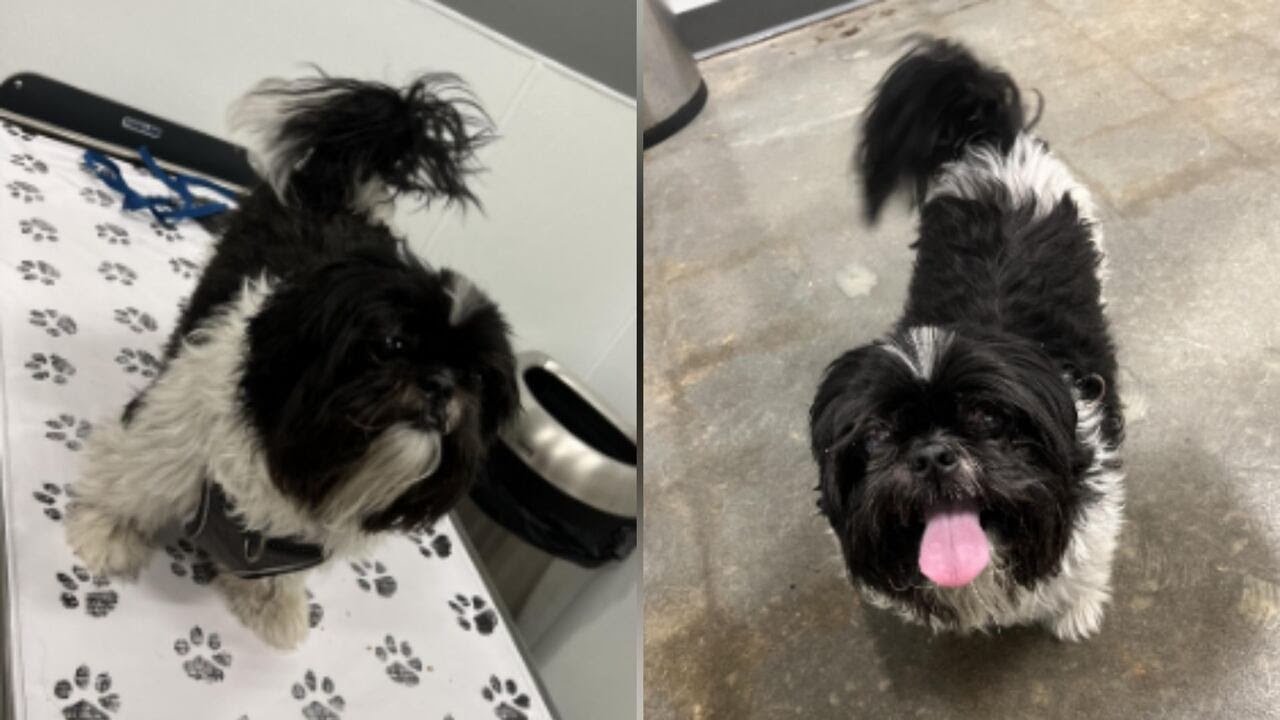 Atlanta woman offers reward for return of dog stolen from vehicle in ...