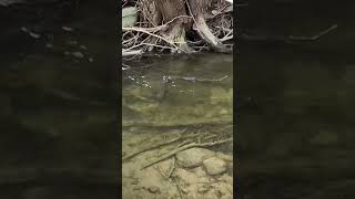 Spring trout spawning #creek #fishing #rod #fish #troutfishing #trout