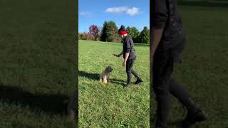 Teaching a labradoodle to come when called by Lewis Manor Labradoodles 349 views 2 years ago 8 minutes, 36 seconds