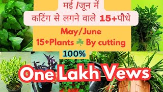 May June में भी 100%लगने वाले permanent plants #15 से भी ज्यादा पौधे , फूल मई जून में लगाएं #