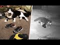 This cat burglar loves stealing neighbors shoes