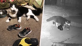 This Cat Burglar Loves Stealing Neighbors’ Shoes