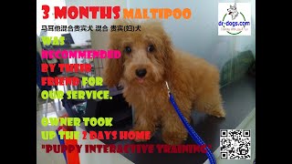 3 months Maltipoo 马耳他混合贵宾犬 混合 贵宾(妇)犬 was recommended by their friend by Stanley Koh 48 views 1 year ago 4 minutes, 27 seconds