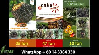 Supergene Seeds Oil Palm