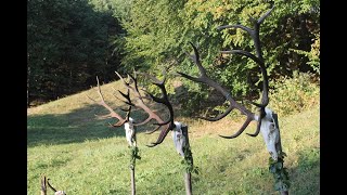 Big game hunting in Carpathians. Chasse au grand gibier dans les Carpates. Grosswildjagd in Karpaten screenshot 1