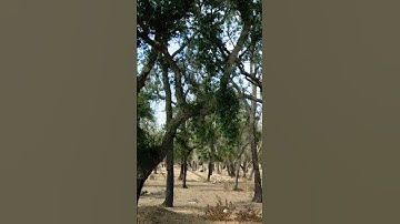 267*ماتيسر من سورة النبأ # عبد الرحمن السديس #