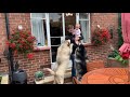 Giant Dogs So Excited To See Dad After 4 Days Away! (Cutest Reunion!!)