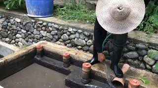 Hog Waste (Sludge/Solid) Turning Into Organic Manure