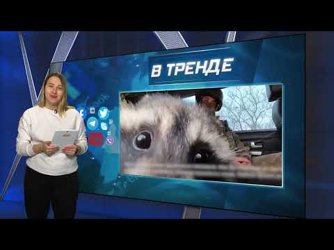 Херсонский енот создаёт диверсии для оккупантов | В ТРЕНДЕ