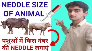 animal needle size /पशुओं में कौन से नंबर की नीडल लगाते हैं/neddle size animal injection/needle size