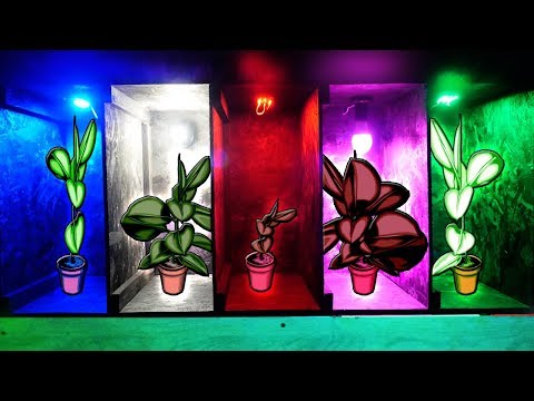 Видео: Разница между растениями, выращенными на свету и в темноте