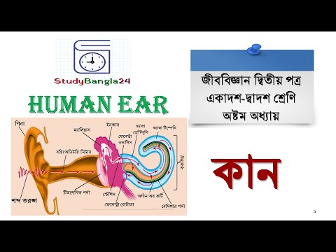 Human Ear Structure & Function | মানুষের কানের গঠন ও কাজ
