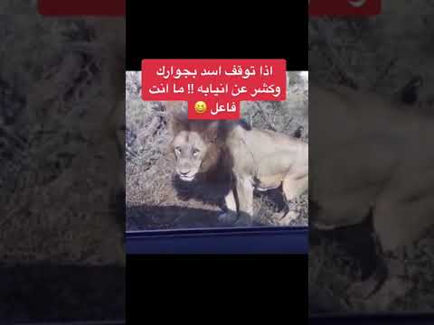 اذا توقف أسد بجوارك وكشر عن انيابه ماانت فاعل