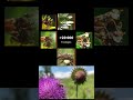 Insect videos