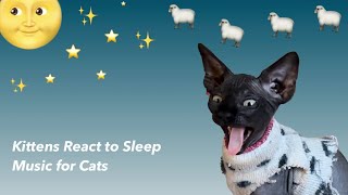 “Sleepy Kittens Meet Relaxation Tunes: A Surprising Reaction by Ari-Gato Cats 105 views 3 months ago 1 minute, 8 seconds