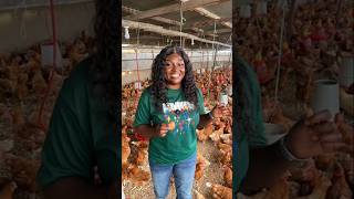 How Much 100 Chickens Eat Per Day (Real Cost!)