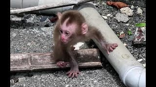 Baby monkey crying for mom, cuz mom is far away