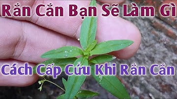 Cách Cấp Cứu khi bị Rắn Cắn. PHAN HẢI channel.