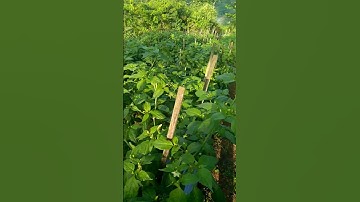 Pertumbuhan Buah Cabe Rawit. #cabe #caberawitsubur #cabeunggul #pertanian #agriculture