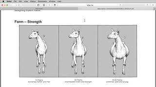 How We Pick Out Dairy Goats Using ADGA Performance Programs